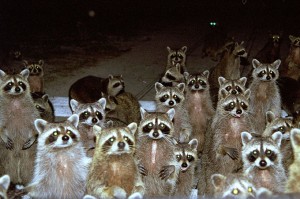 The gaze of raccoons that lived in the RV